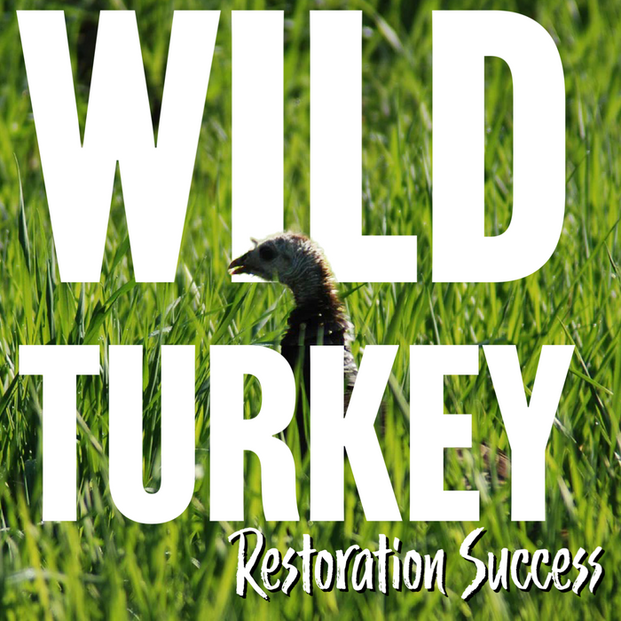 Wild Turkey Restoration Success