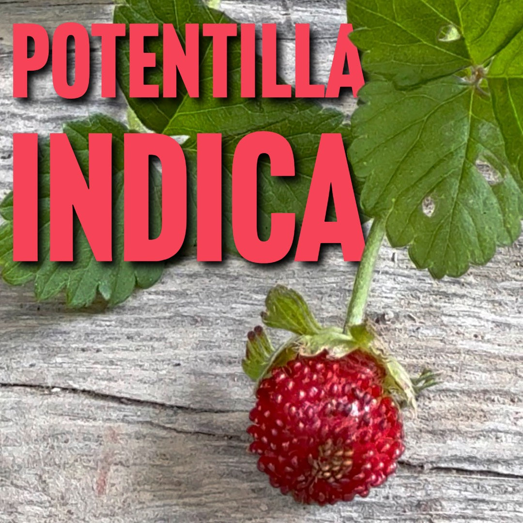 Indian Strawberry: Misunderstood but Edible