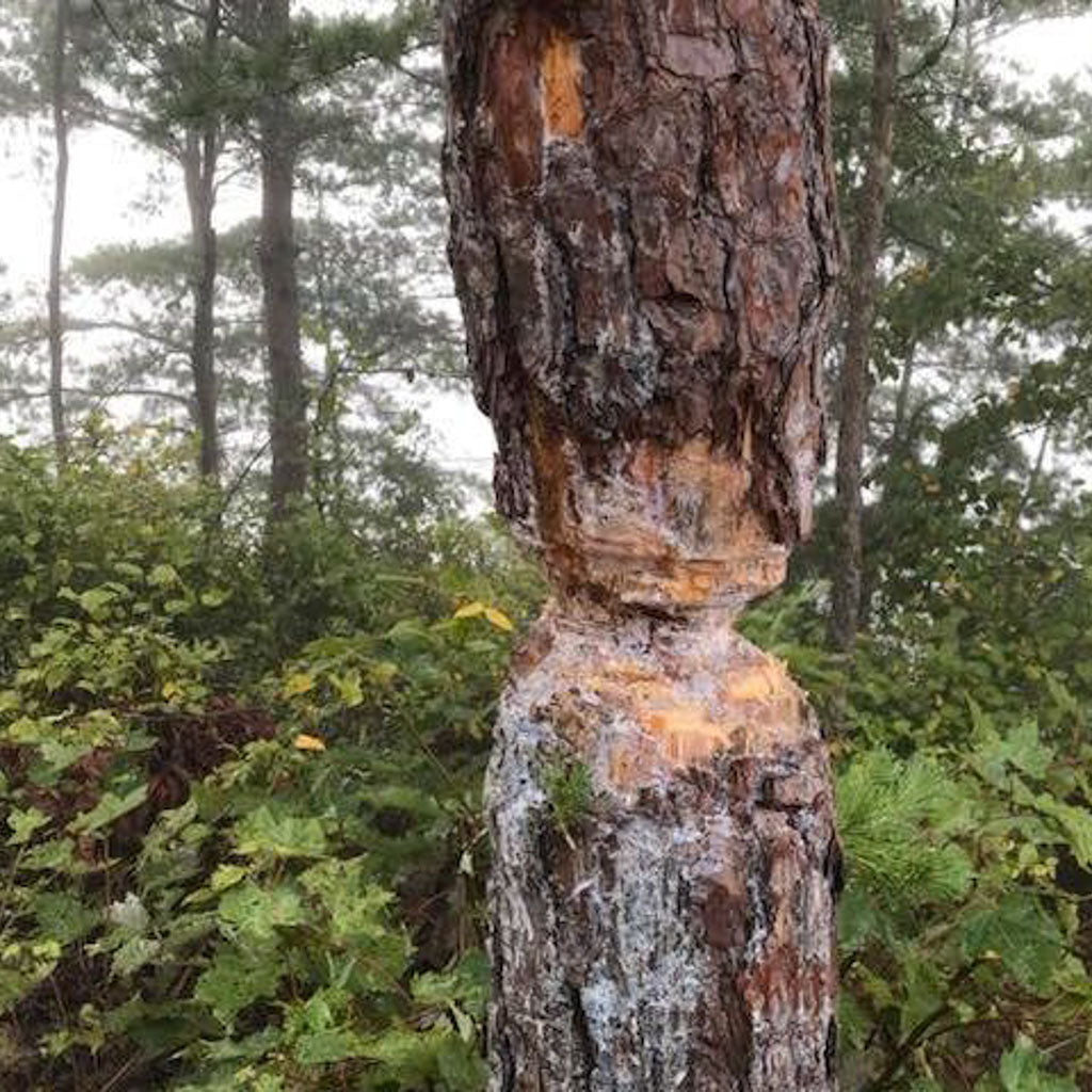 Farewell to the Red River Gorge