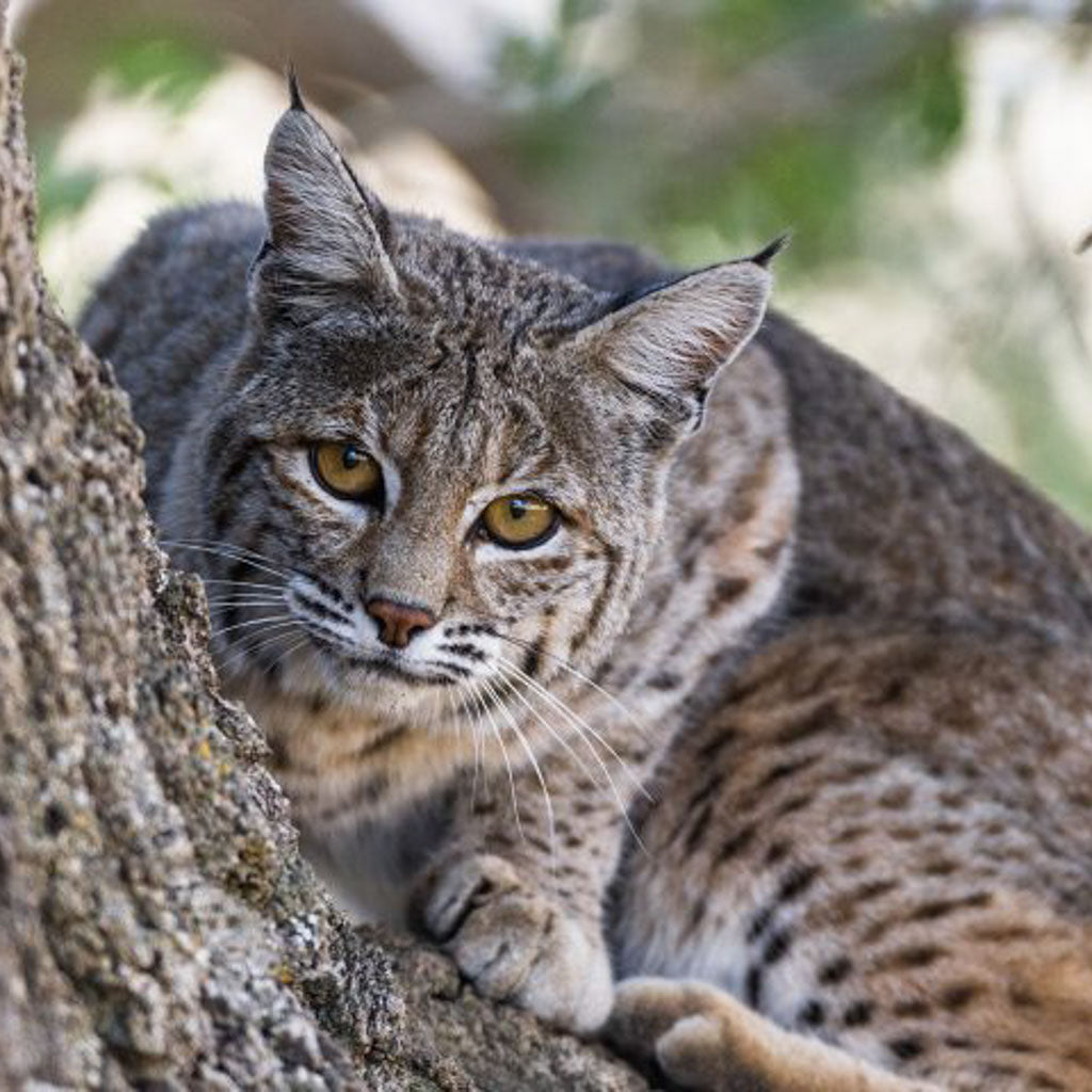 That Time….A Bobcat Jumped On My Head