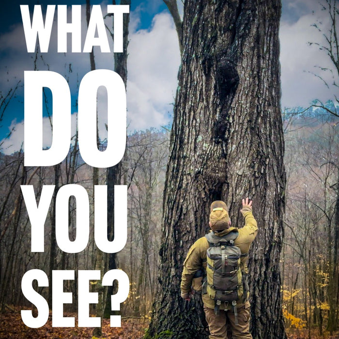 What do you see?