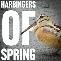 Harbingers of Spring