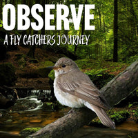 Observe a Flycatcher's Journey