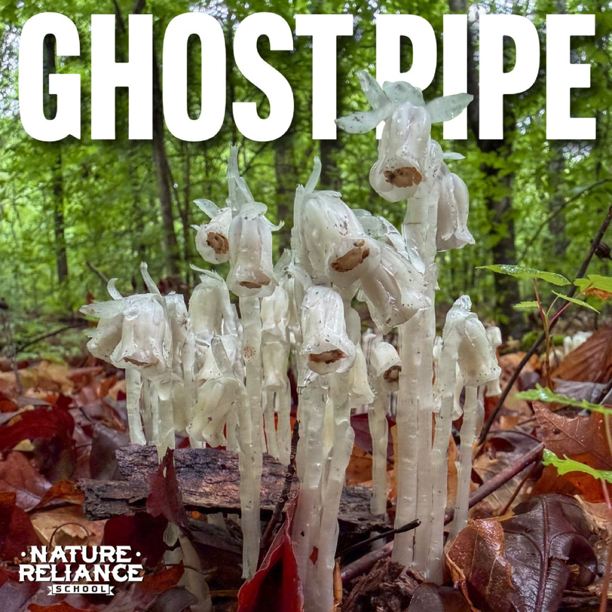 Ghost Pipe Tincture: Remedy, Folklore, or Forest Curiosity?