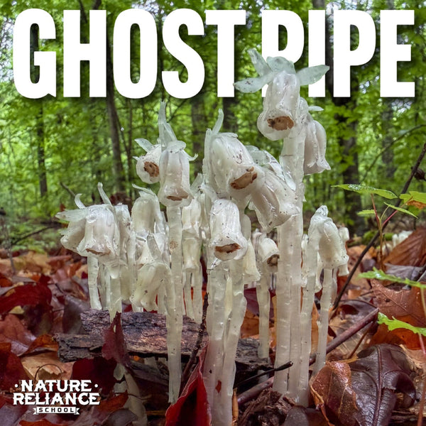 Ghost Pipe Tincture: Remedy, Folklore, or Forest Curiosity?