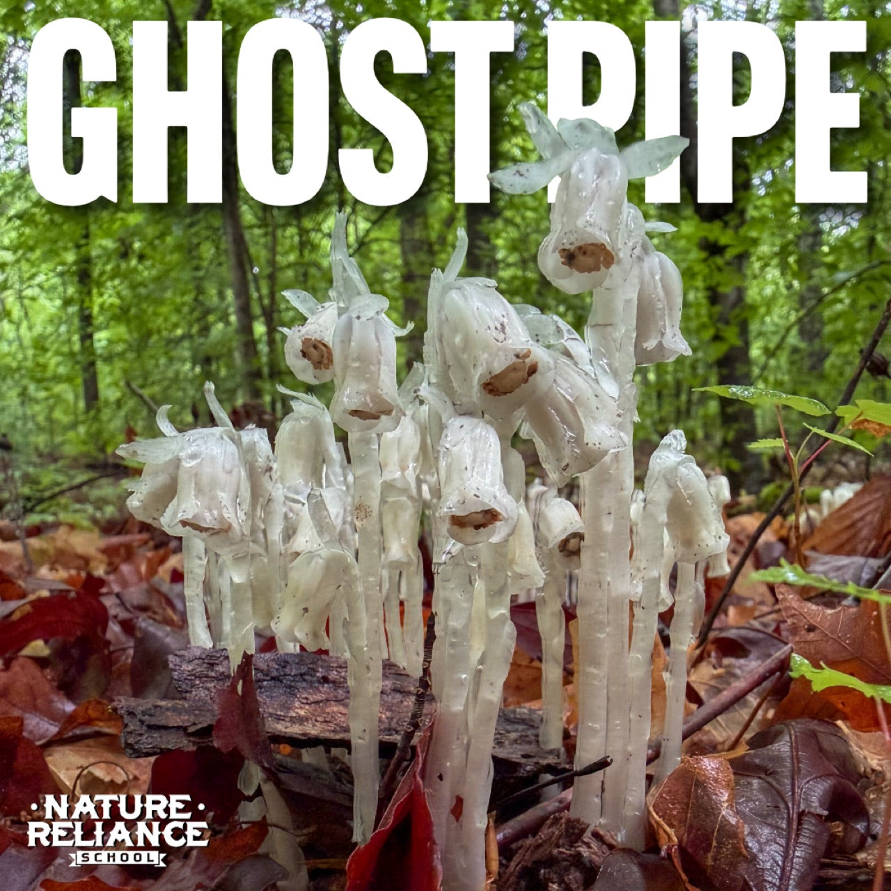Ghost Pipe Tincture: Remedy, Folklore, or Forest Curiosity?