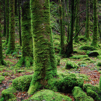 #27 Naturalist Notebook - No, moss does not always grow on the north side of trees and other nature insights