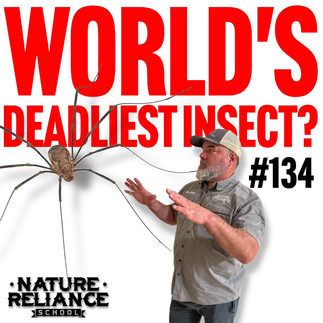Nature Ril Daddy Long Legs: Myths, Facts & the Truth About Harvestmen — Nature ...