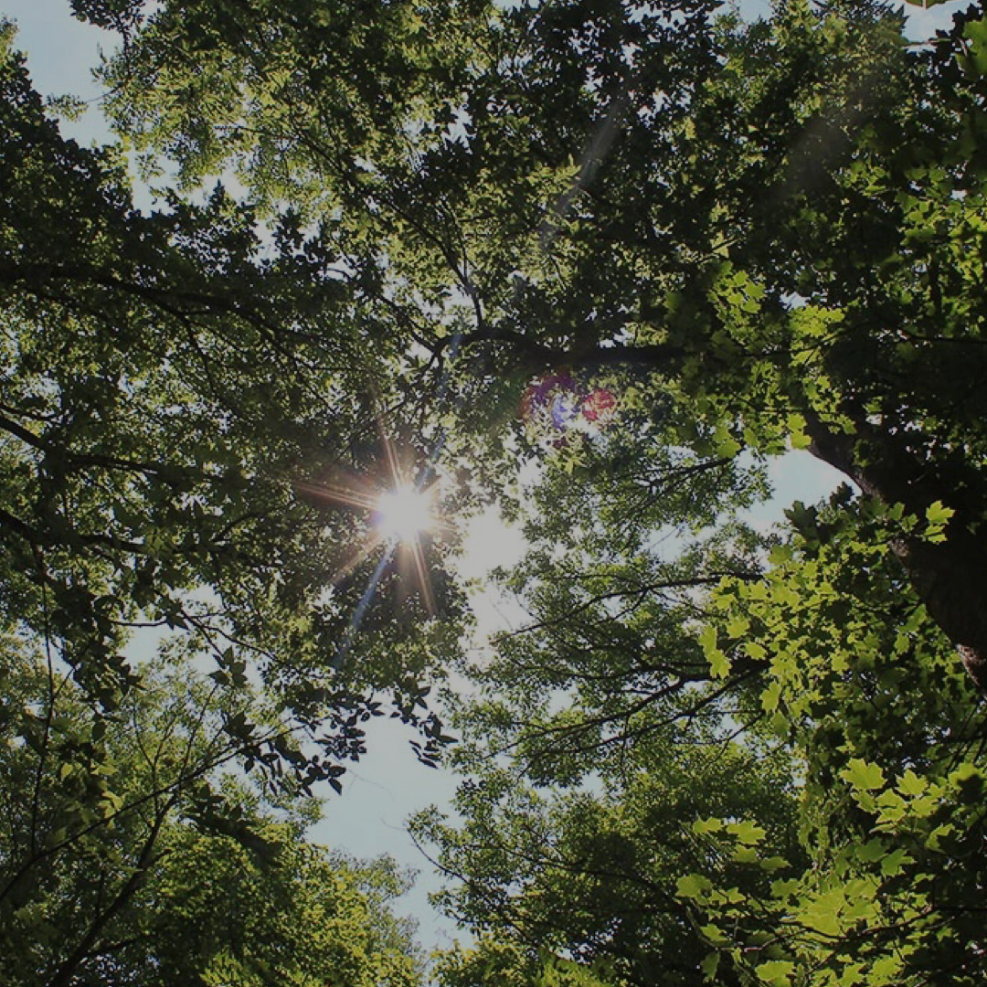 12 Natural Weather Signs You Can Learn to Read Outdoors