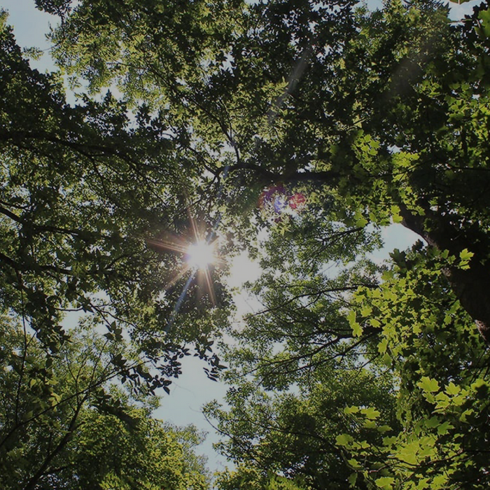 12 Natural Weather Signs You Can Learn to Read Outdoors