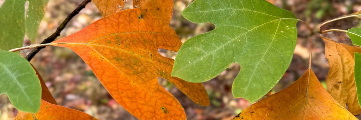Learn Tree Identification Without Leaving the Trail