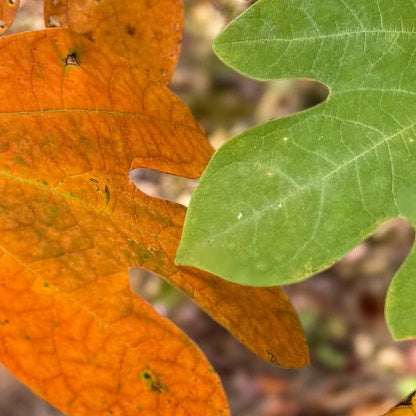 Learn Tree Identification Without Leaving the Trail