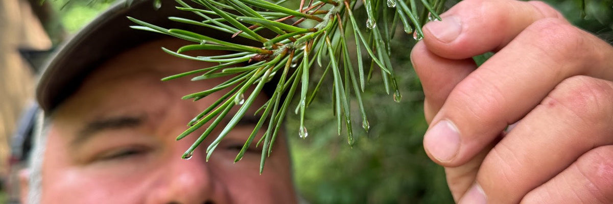 Plant Systematics Made Simple: Why Latin Plant Names Actually Matter