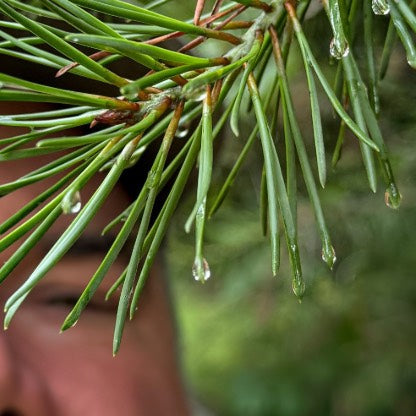 Plant Systematics Made Simple: Why Latin Plant Names Actually Matter