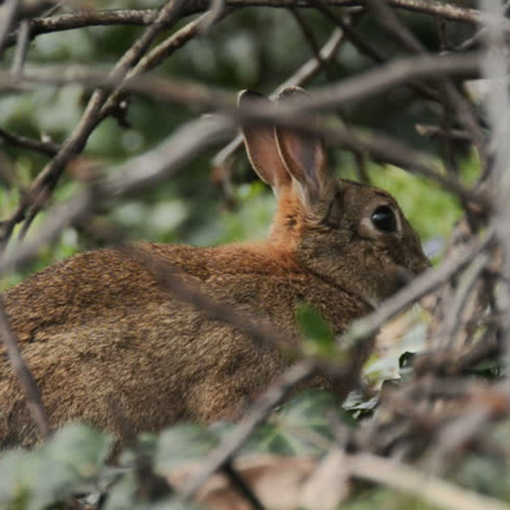 That time…..I shared poncho space with a rabbit.