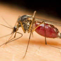 Avoid Being A Mosquito Attractant, Tips on How to Prevent Against Being Bitten
