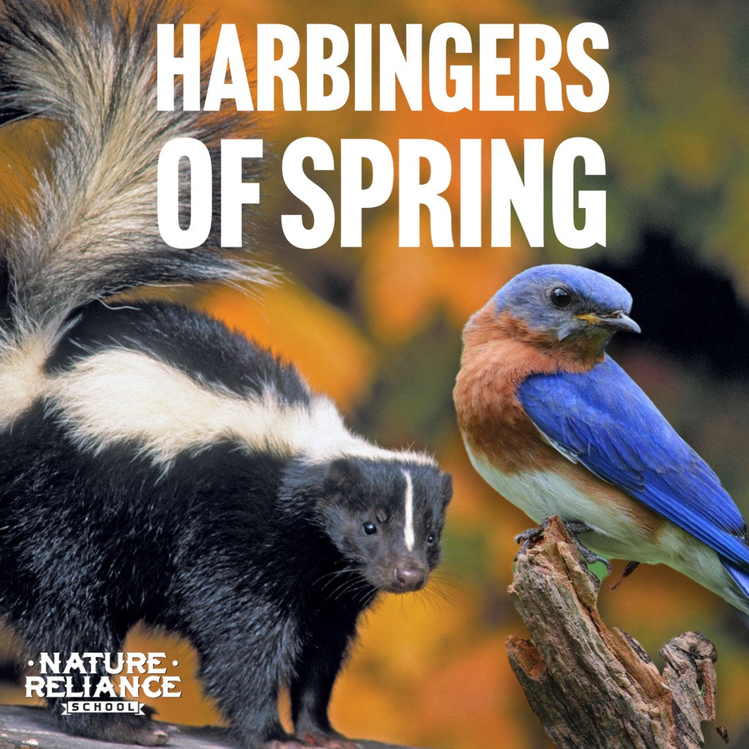 Nature Ril Harbingers of Spring - Skunks and Bluebirds — Nature Reliance