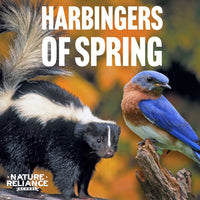 Harbingers of Spring - Skunks and Bluebirds