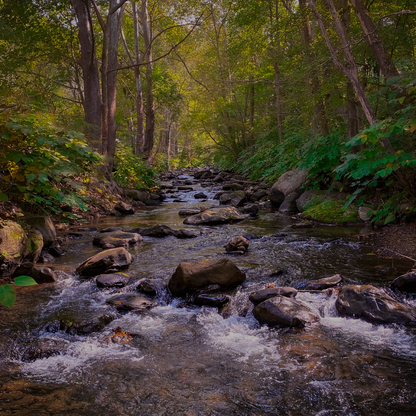 Nature Immersion: Experiential Learning in the Outdoors - Level 1